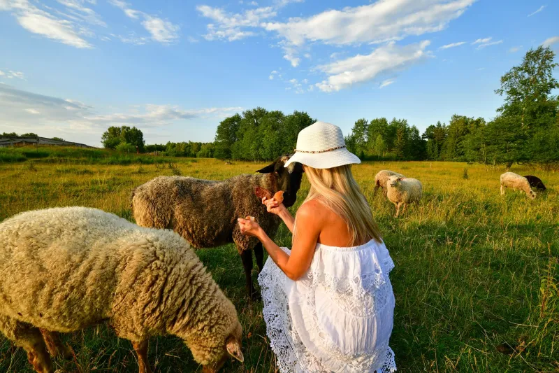 Turn Your Pastures into Profit: A Practical Roadmap for Launching an Agritourism Business on Your Land